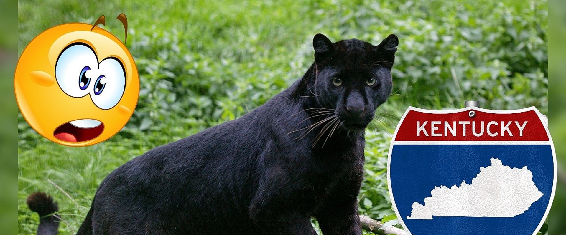 The Importance of Understanding Animal Ownership Laws in Bullitt County, KY
