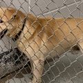 The Importance of Leash Laws for Pet Owners in Bullitt County, KY