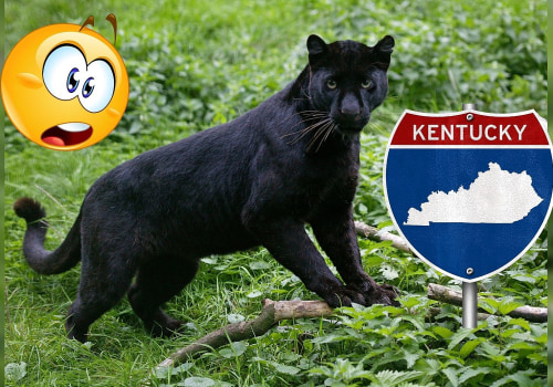 The Importance of Understanding Animal Ownership Laws in Bullitt County, KY